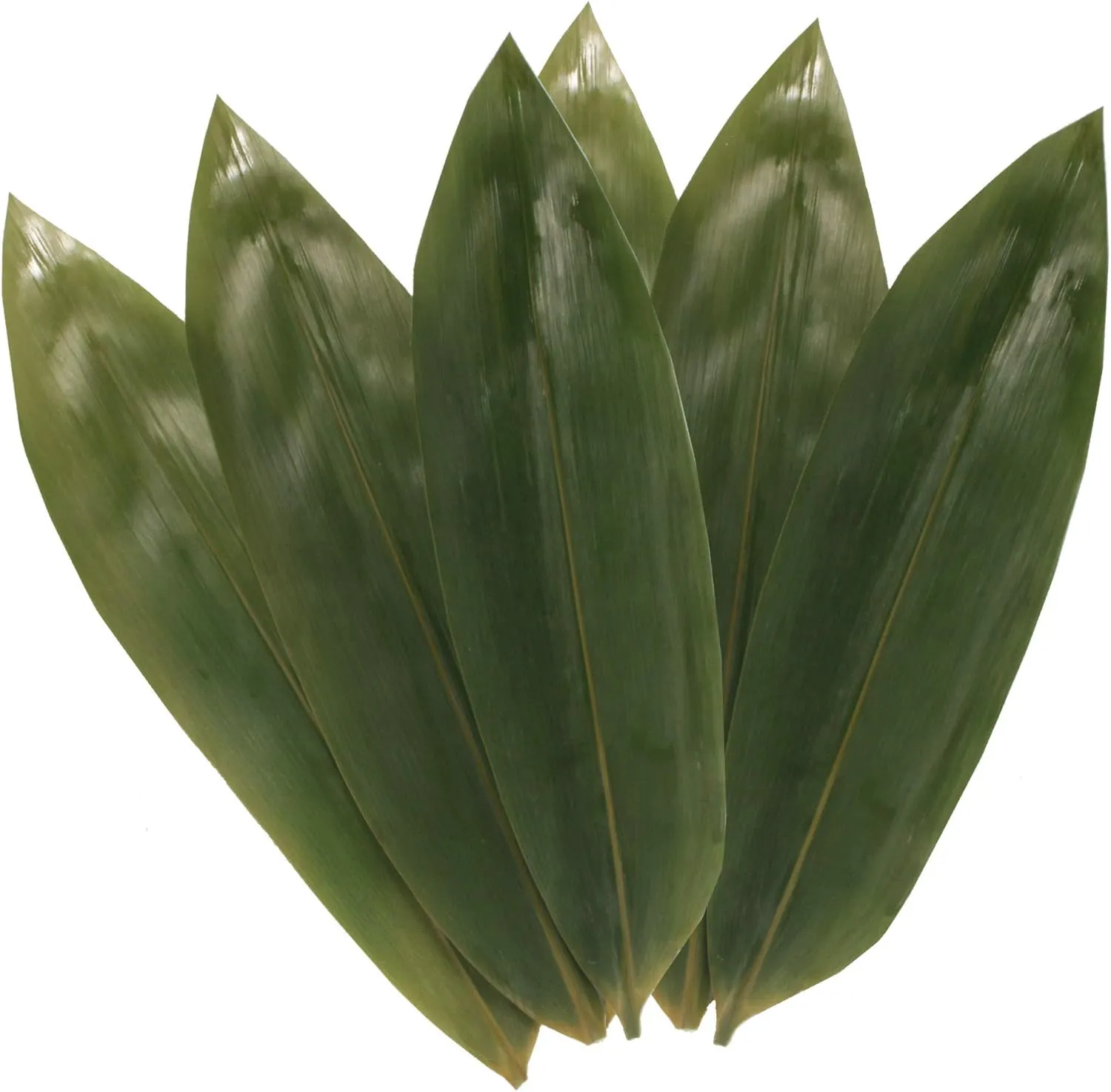 BambooMN Bamboo Leaves for Cooking Zongzi, Banana Leaf Alternative, Grilling/Barbeque, Natural Boiling Bags - 12.25 x 3.5 Inches - 1000 pack