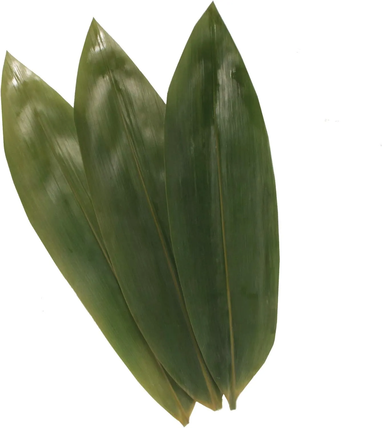 BambooMN Bamboo Leaves for Cooking Zongzi, Banana Leaf Alternative, Grilling/Barbeque, Natural Boiling Bags - 12.25 x 3.5 Inches - 1000 pack