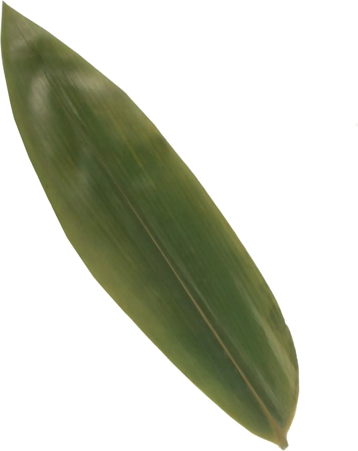 BambooMN Bamboo Leaves for Cooking Zongzi, Banana Leaf Alternative, Grilling/Barbeque, Natural Boiling Bags - 12.25 x 3.5 Inches - 1000 pack