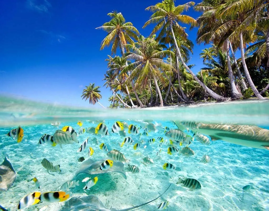 Beach Tropical Fish Jigsaw Puzzles 500 Pieces DIY Artwork,Wooden Puzzle Prop Summer Seaside Intellectual Decompressing Toys Fun Game Gifts for Family Adults Teens Friends