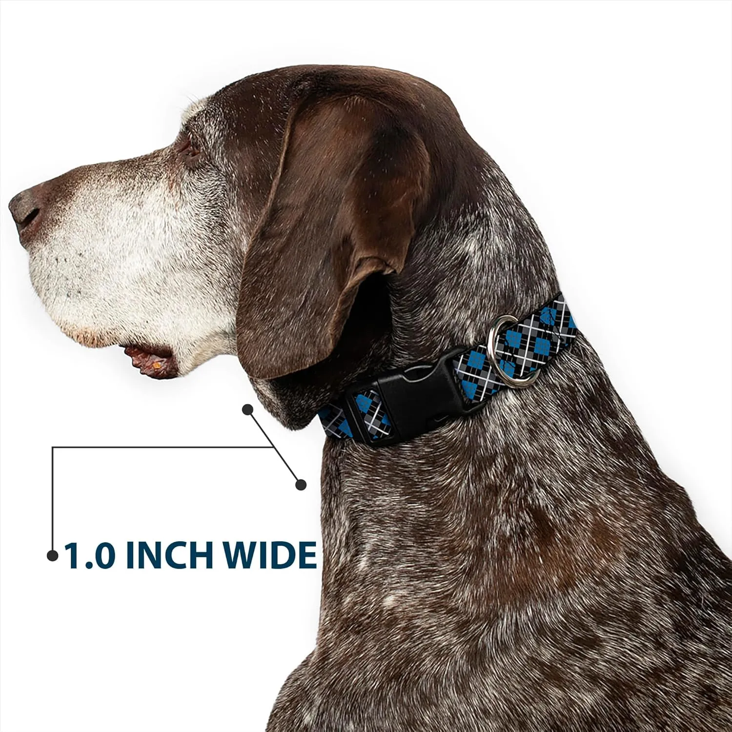 Buckle-Down Plastic Clip Collar - Argyle Black/Gray/Turquoise - 1" Wide - Fits 11-17" Neck - Medium
