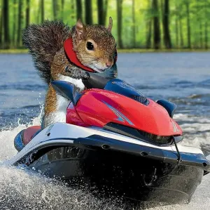Funny Animal Squirrel on Jet Ski Puzzles for Adults 1000 Pieces Jigsaw Puzzle Challenging Educational Fun Family Activities Games Toys Gifts for Home Decor