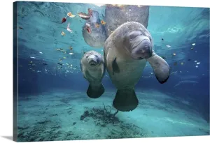 Jigsaw Puzzles 500 Pieces Adults Fish Puzzle Mom and Baby Manatee at Three Sisters Fun Puzzle Educational Family Game Toys Adults Home Decoration Colorful Puzzle