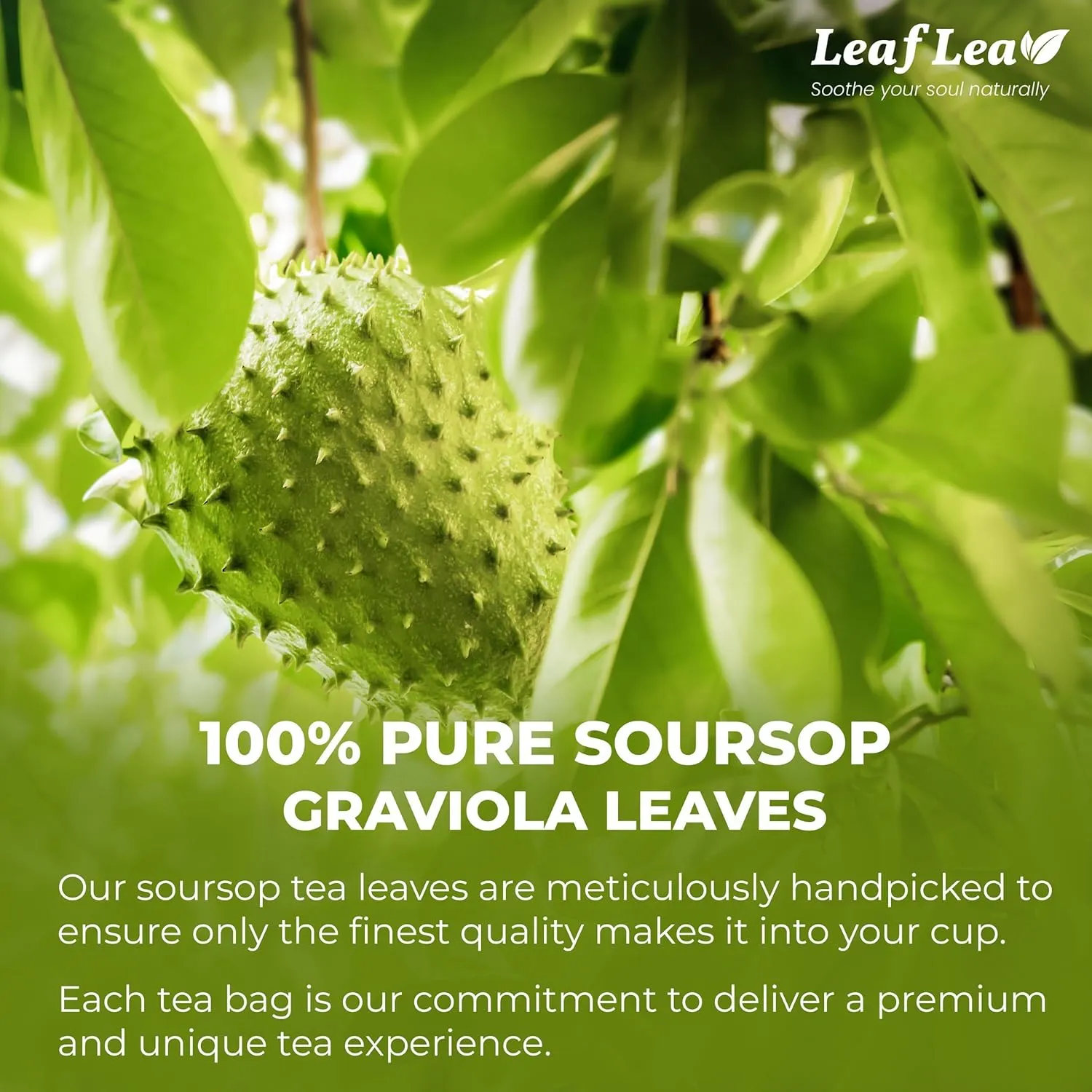 LeafLea 80 Soursop Leaf Tea Bags, 100% Pure Graviola (Hoja Guanabana) Leaves, Sour Sop Herbal Tea, Individually Wrapped for Freshness, Caffeine-Free, Sugar-Free, Gluten-Free, Non-GMO (Pack of 2)