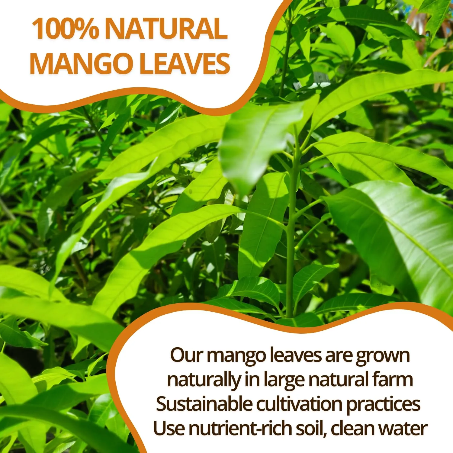 VIDA FARM 125 Mango Tea Bags, 100% Natural Mango Leaf Tea Bags, Dried Mango Leaves Herbal Tea Bags, Mango Leaves Tea, No Sugar, No Caffeine, Vegan